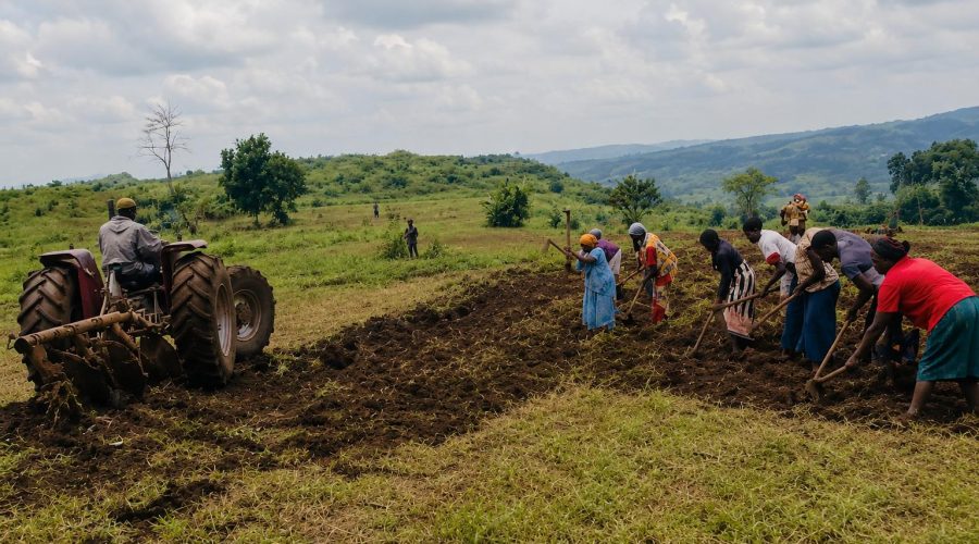 Did you know that a maize (corn) field in Uganda could help us better understand how to support grandparent caregivers in Utah and other under-resourced communities across the United States?